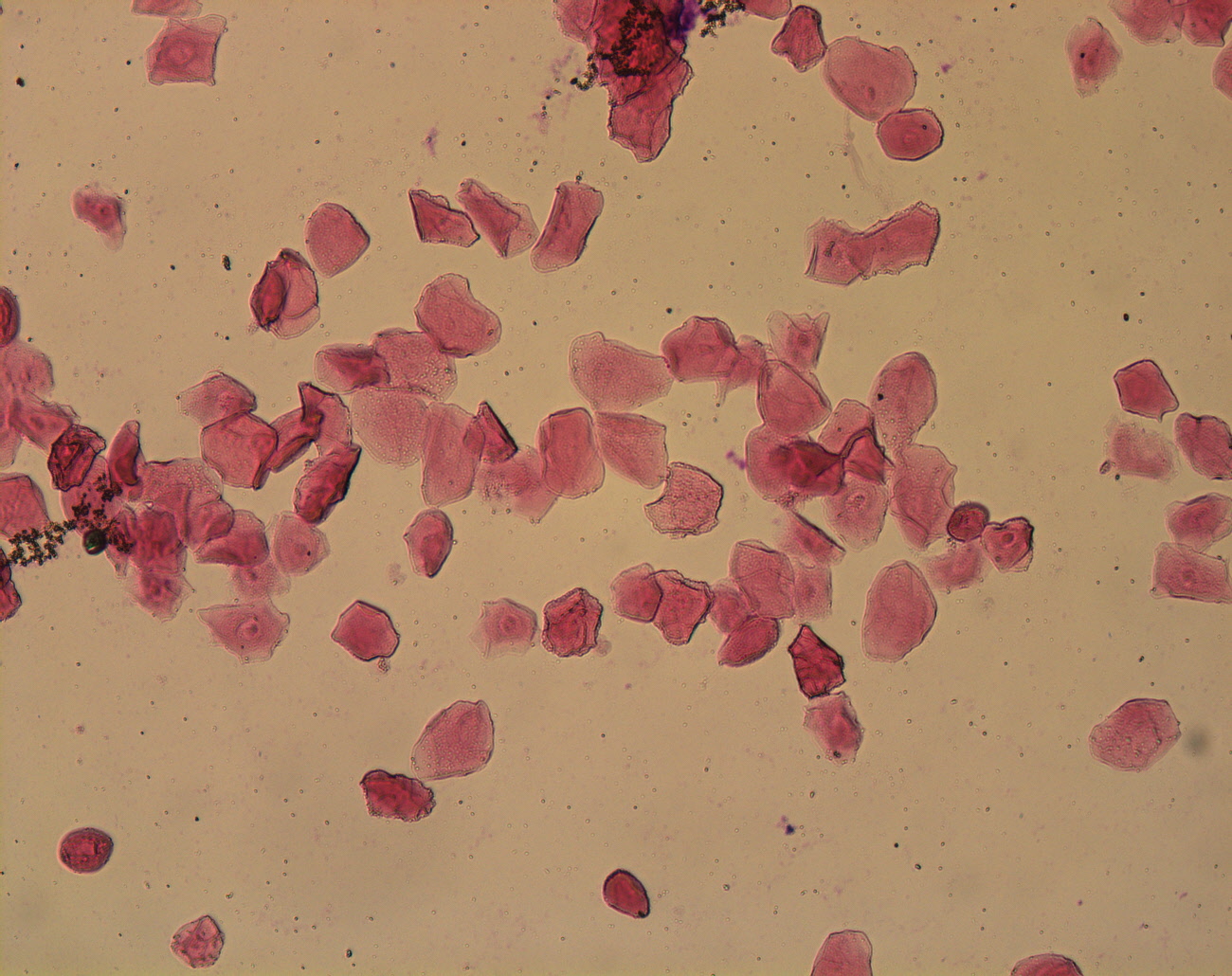 RebeccaElizabethPhilip