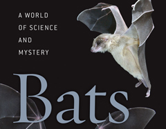 Bats_A World of Science and Mystery240x187