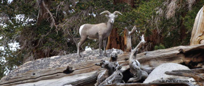 Sierra Nevada bighorn sheep Sierra Nevada bighorn sheep
