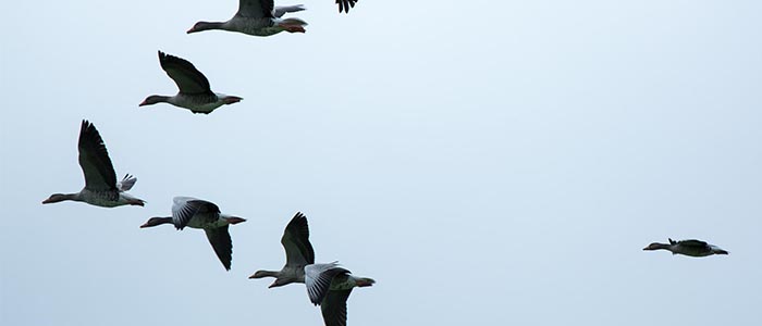 Geese in formation-someone has to lead!  Geese in formation-someone has to lead!